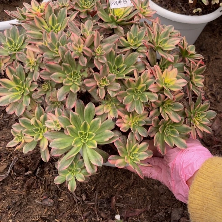 190甜茶多肉植物不包断枝