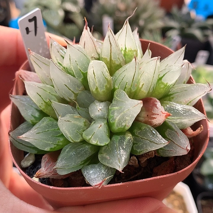 17号西亚基一物一拍