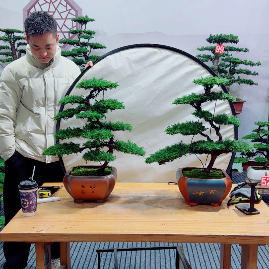 老桩盆景原生桩龙爪松