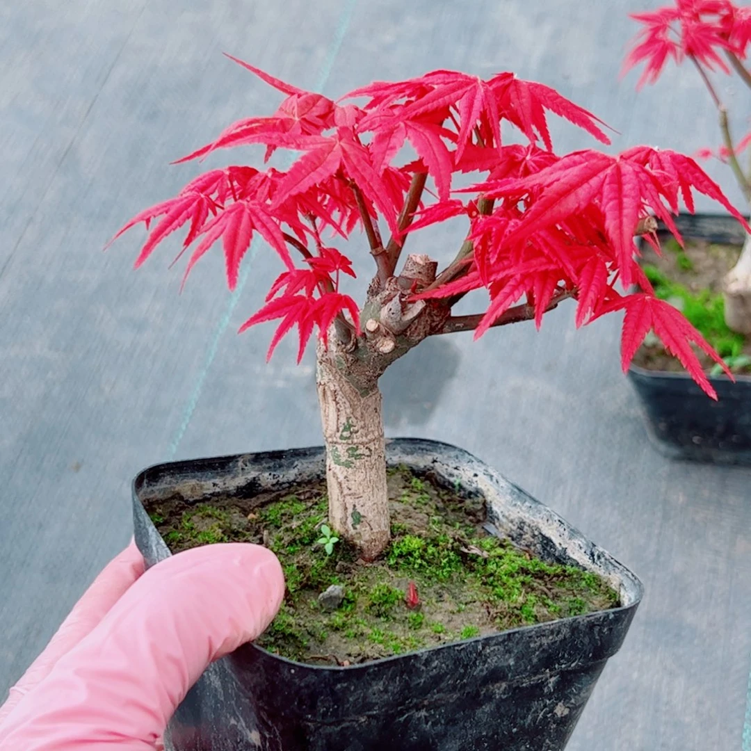 *****无花朵枫树……枫树