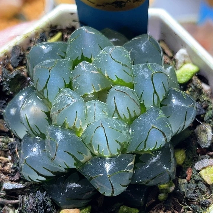 838水中月锦特选福利