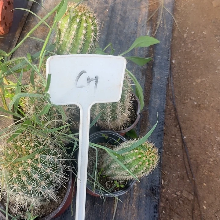 ╭***╮C51毛花柱实生的20的
