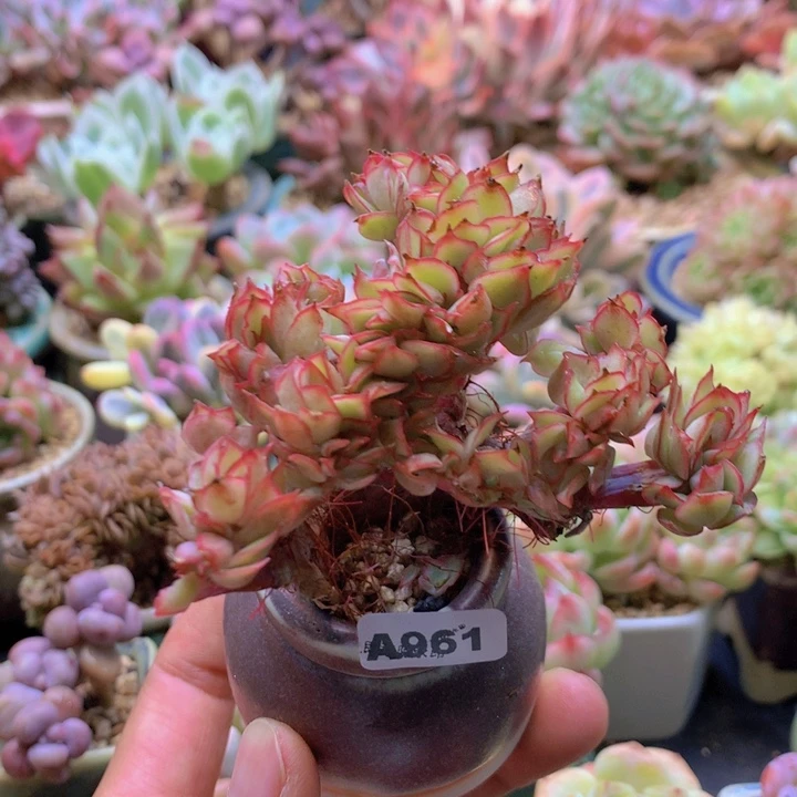 一物一拍含盆土满38包邮A961
