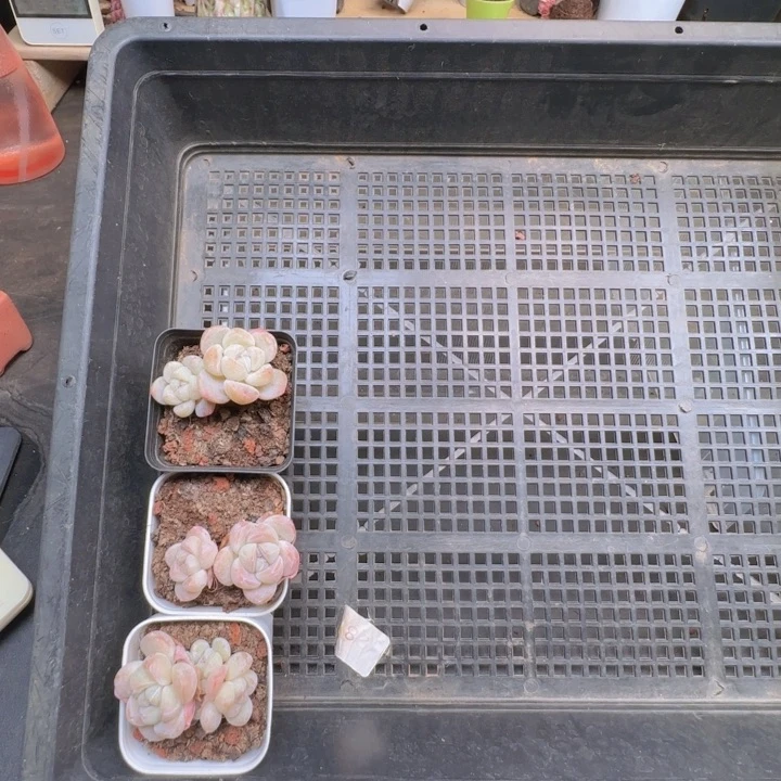 一****1双头冰玉3颗一组