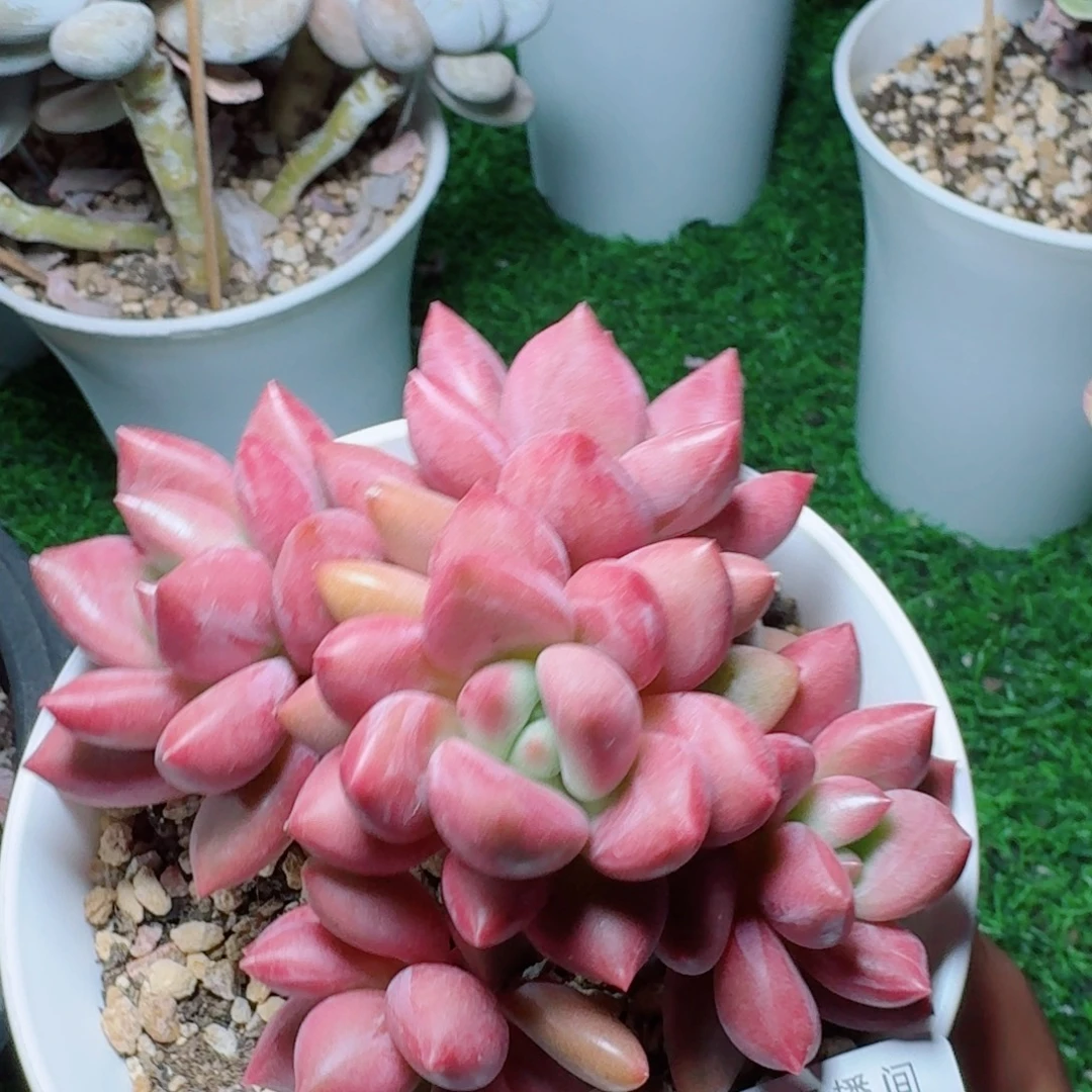 桃花源树桩            精美多肉植物