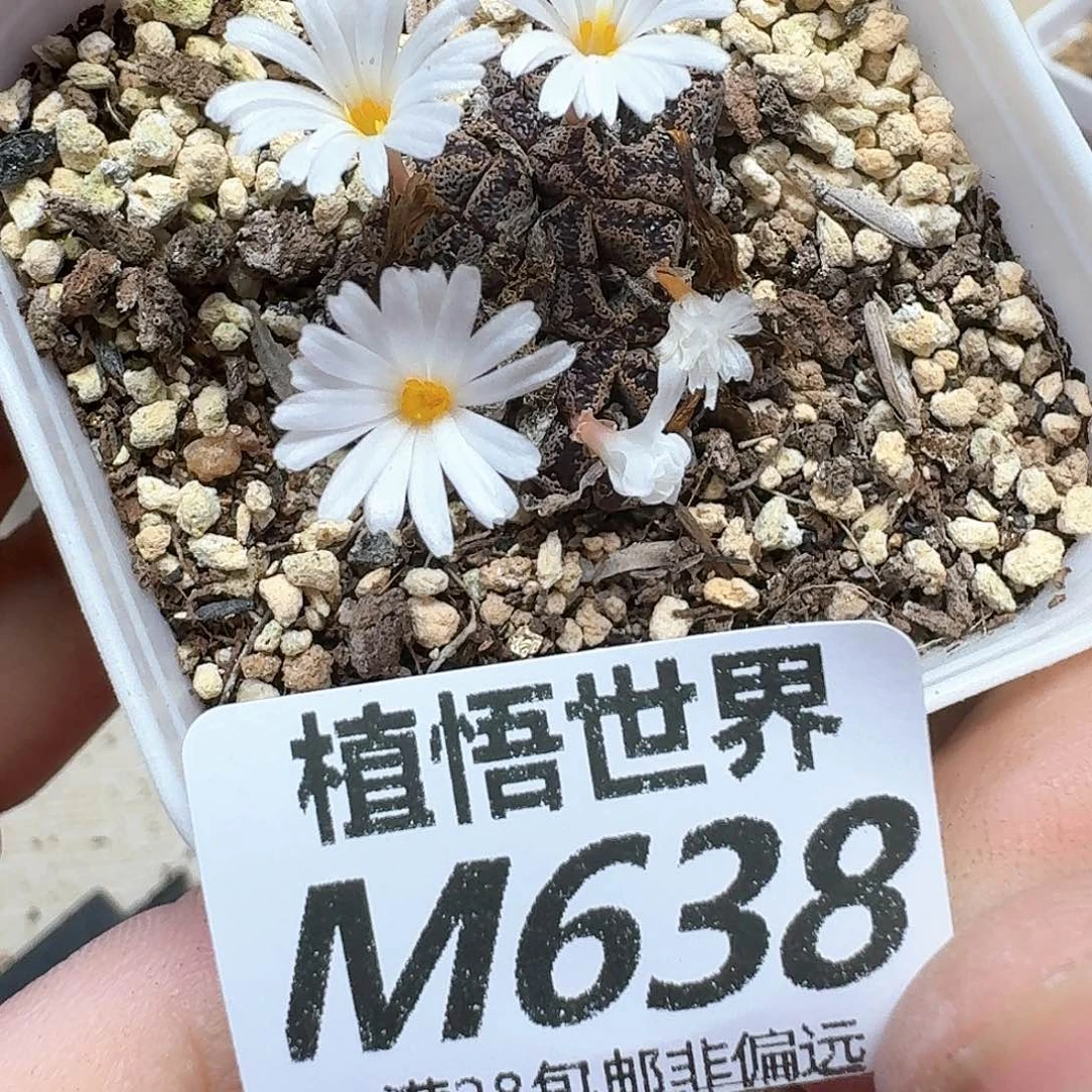多肉植物的润泽地fg