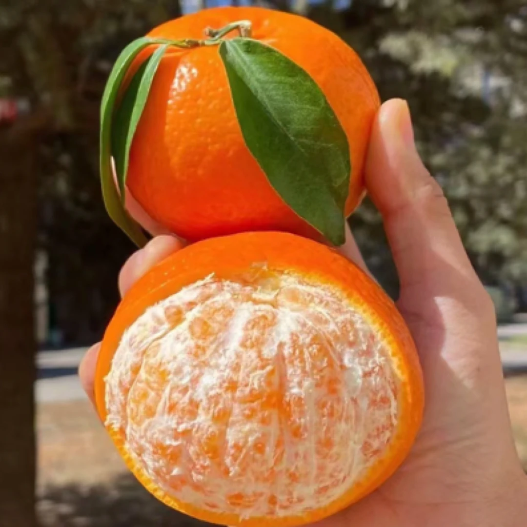 鹏子自营-云南沃柑，皮薄甘甜（带箱4斤）顺丰包邮