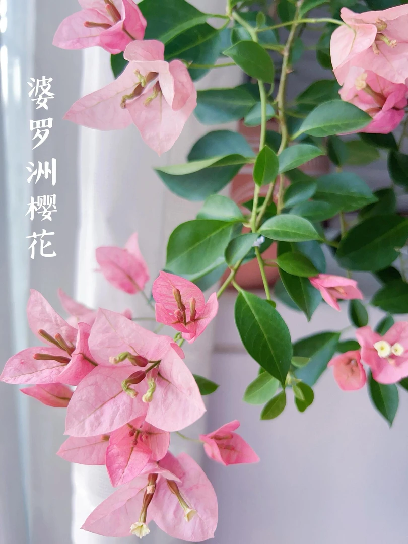 丨婆罗洲樱花丨三角梅四季勤花南北方新手好养室内外阳台绿植花卉