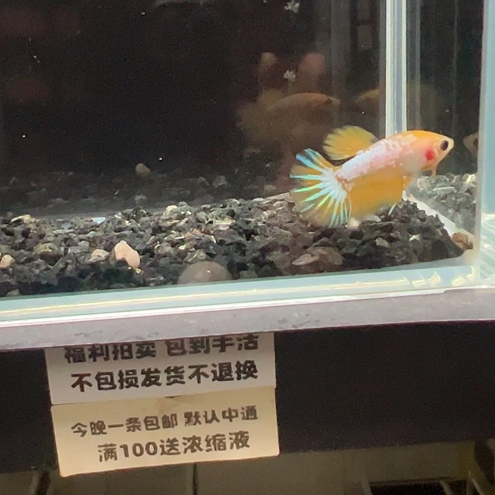 斗鱼一单包邮12日23