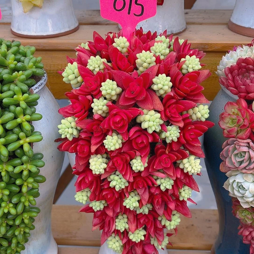 015红红火火多肉组合