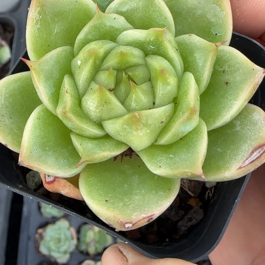 小卡拉米糖心一物一拍