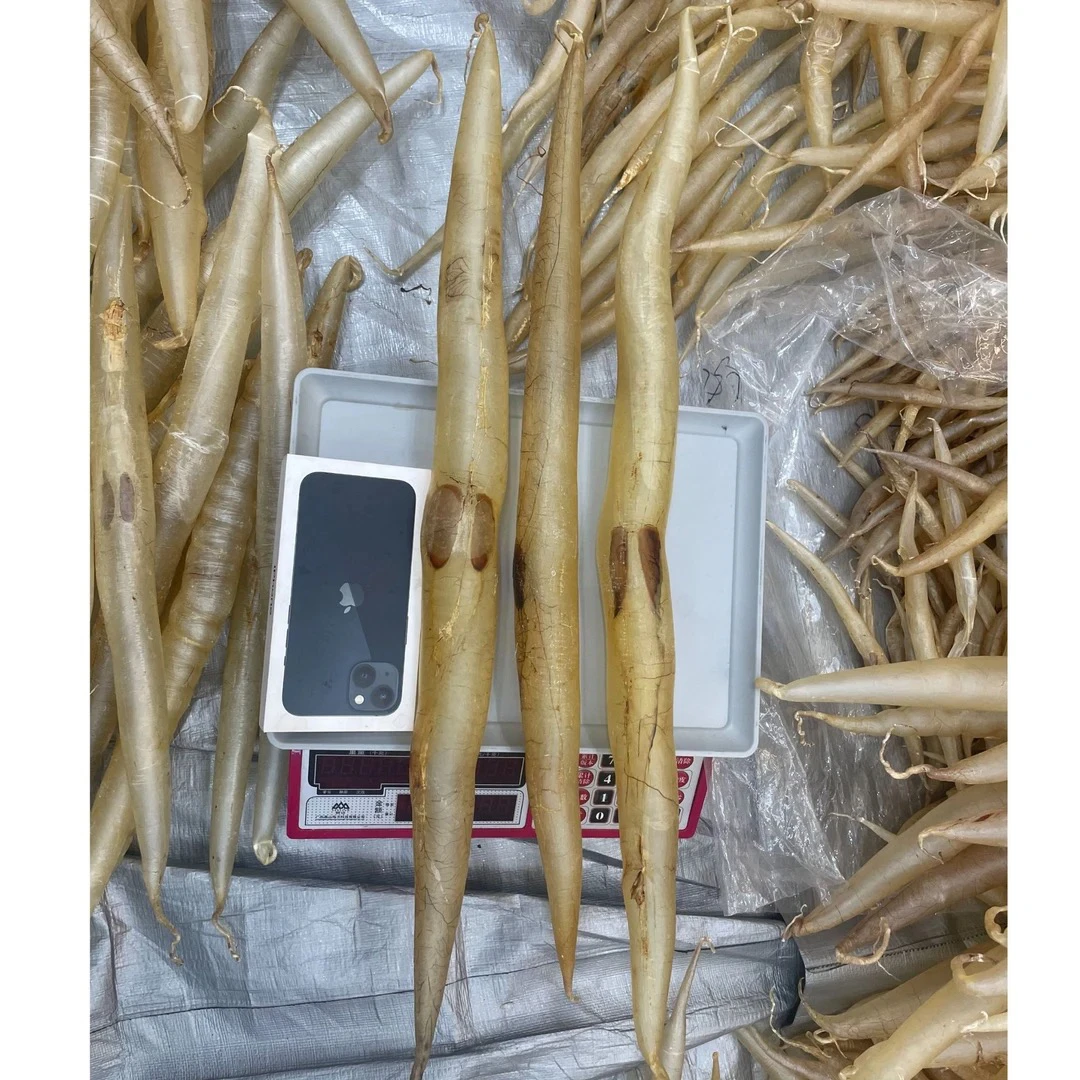 5头黄门鳗鱼胶，鳗鱼鳔，鱼胶花胶，海产品干货