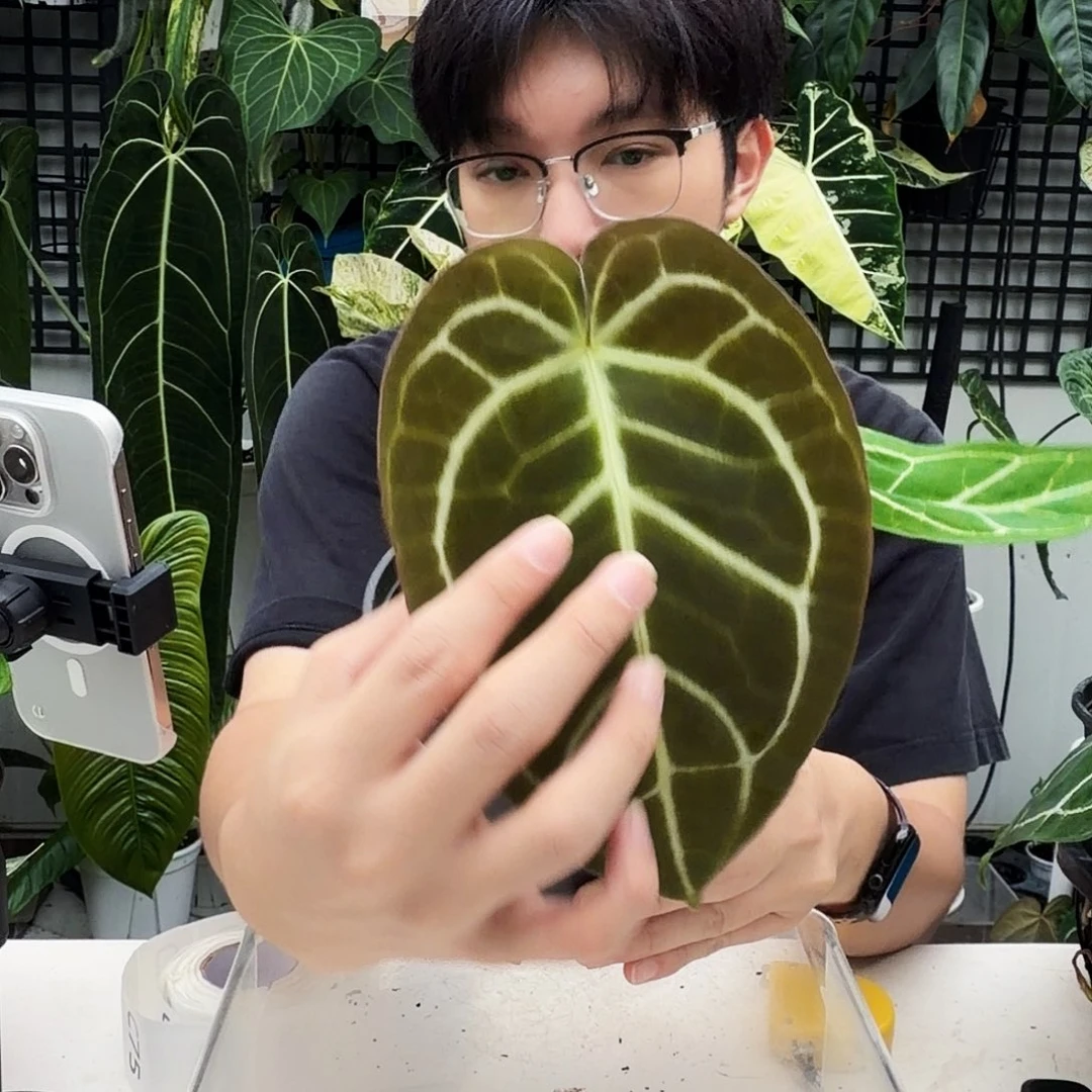 不开花植物C75  巧克力