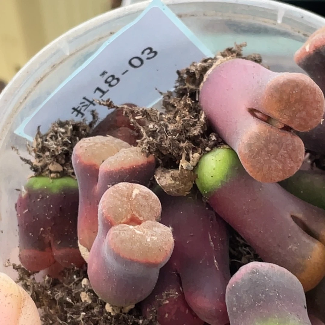 M***u18-3肉锥多肉植物