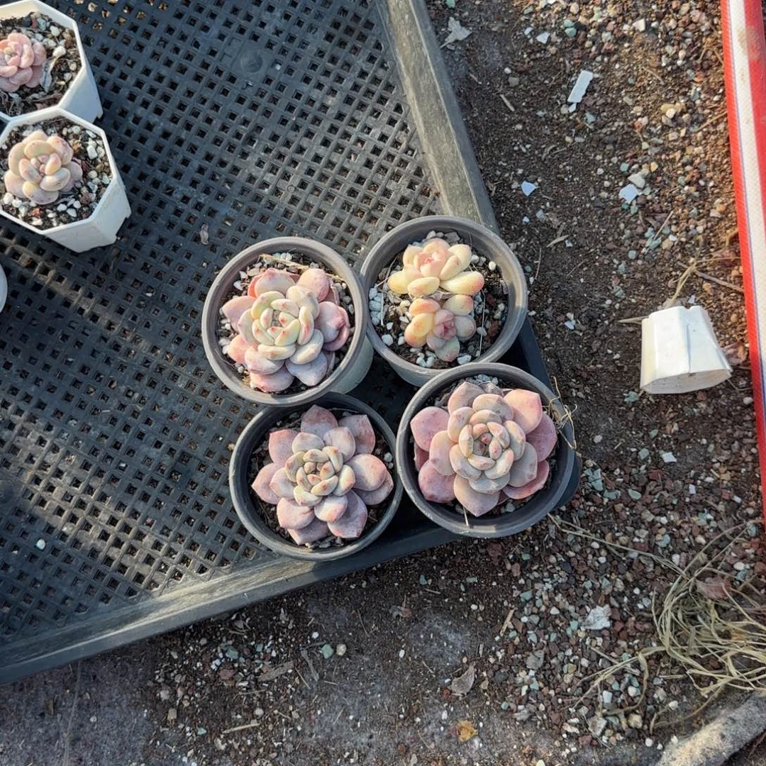 ****肉多肉小卡拉米糖心一物一拍