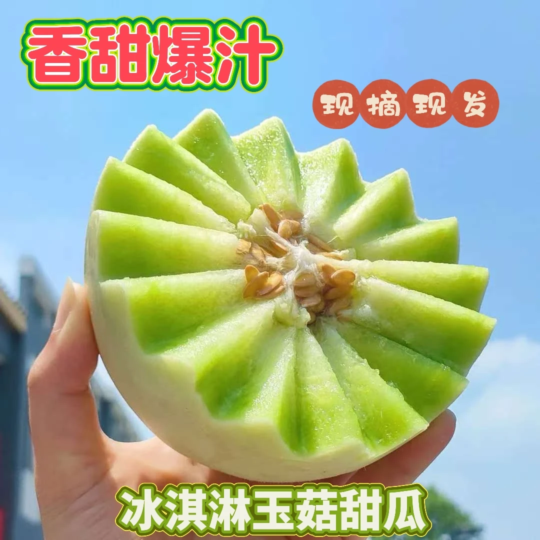 【现摘现发】山东沙地种植玉菇甜瓜冰淇淋甜瓜蜜瓜鲜水果
