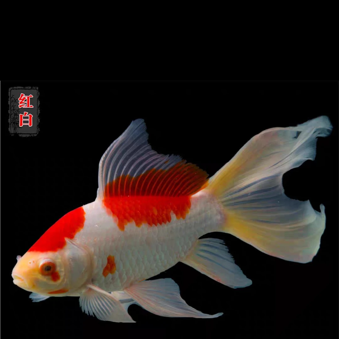 大尺寸5-7公分15条红白草金颜色随机发不接受指定