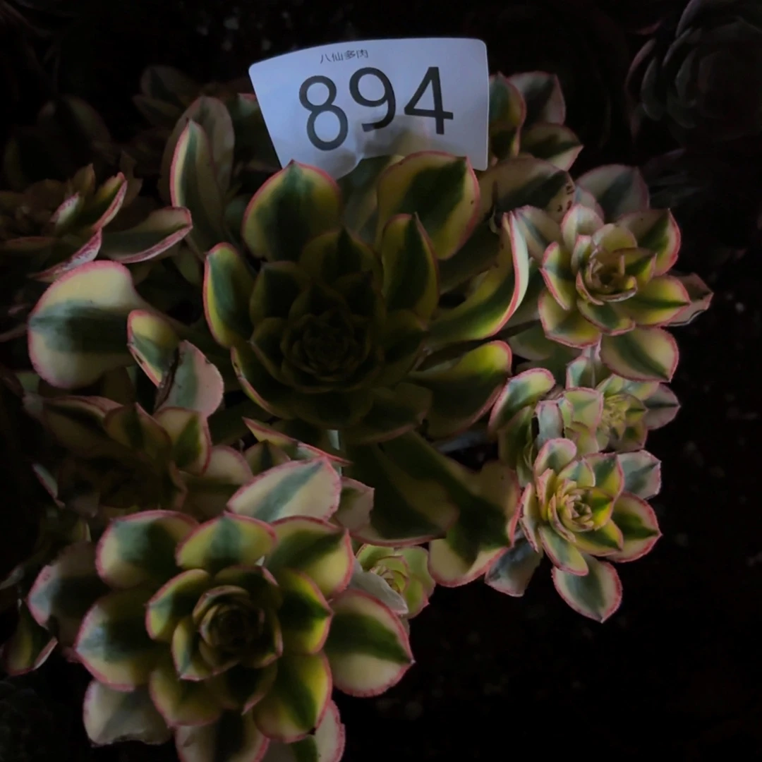 大***儿894多肉植物太阳神