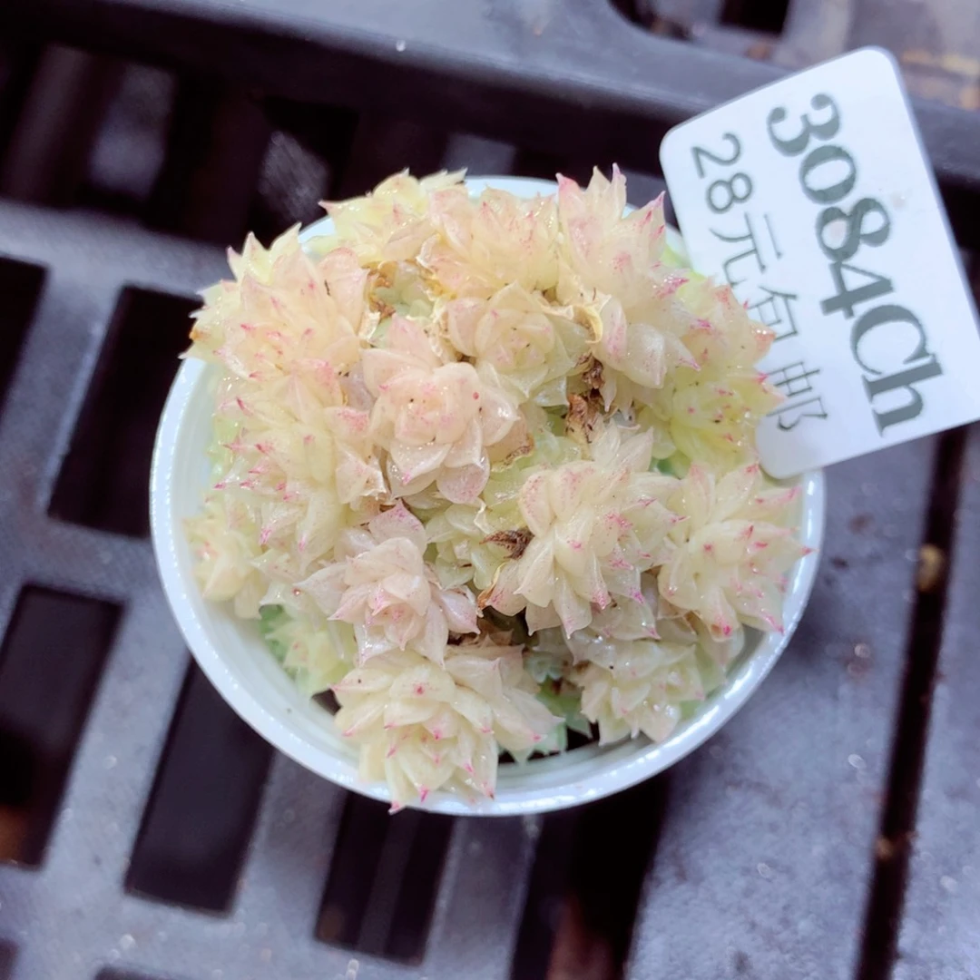 5厘米盆精控多肉3084