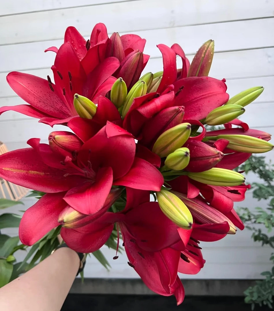 百合花种球四季好养懒人阳台庭院盆栽地栽室内室外多年生花卉
