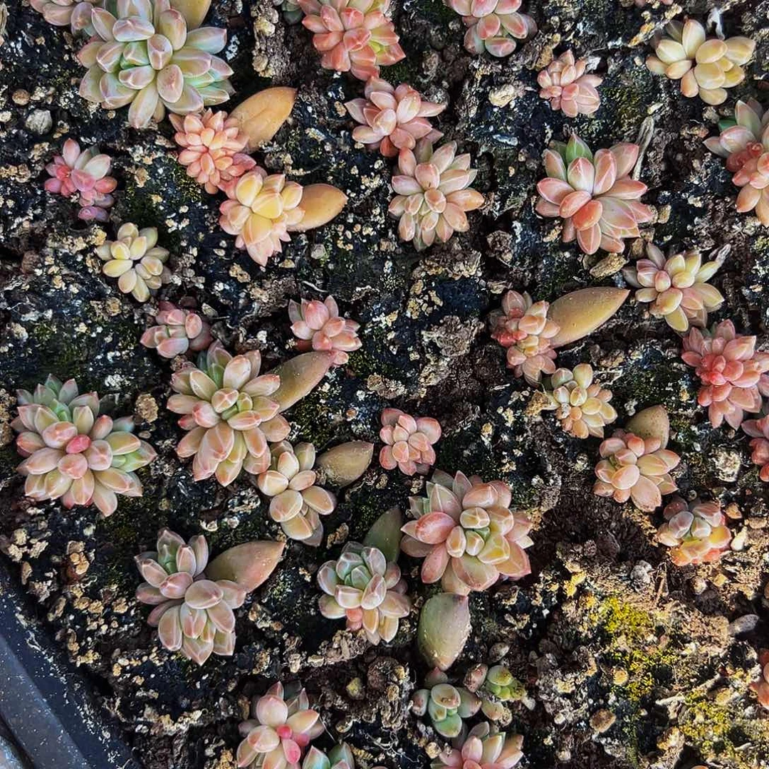 桔云多肉美人精品系列10颗