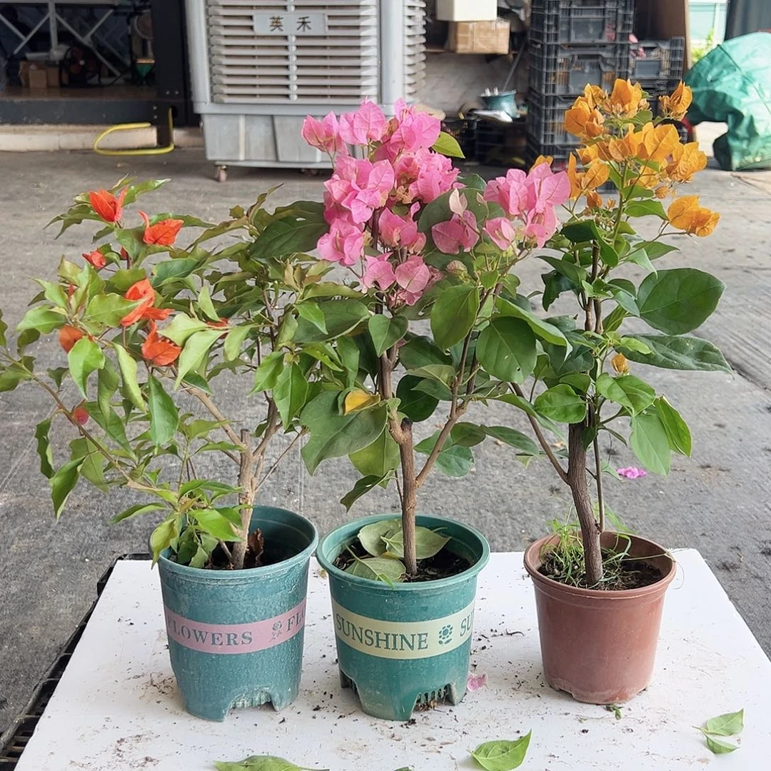 大部分花苞少量开放红桑巴，红粉佳人，加黄组合