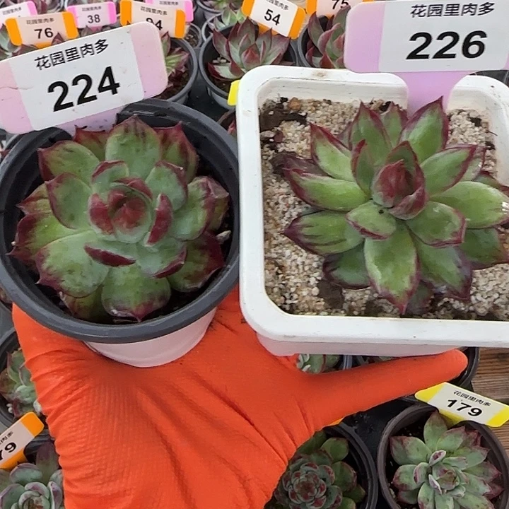 224、226 惊鸿仙子多肉植物