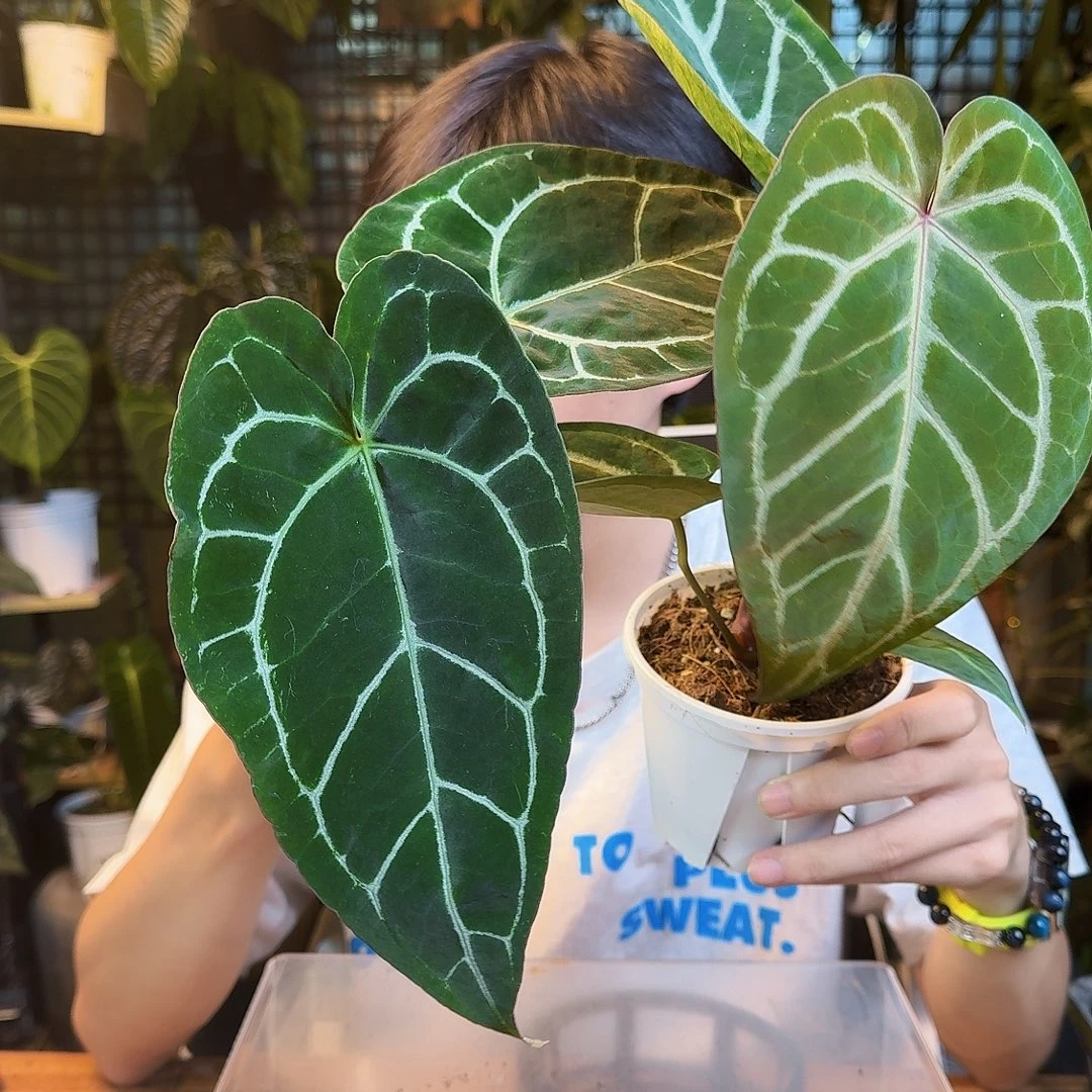 a***a完全开放一物一拍A192.193