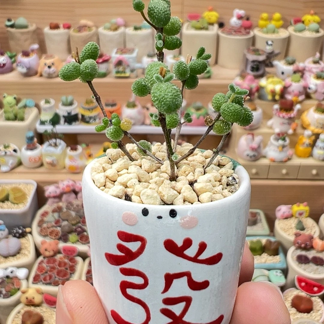 多肉植物118号发财树