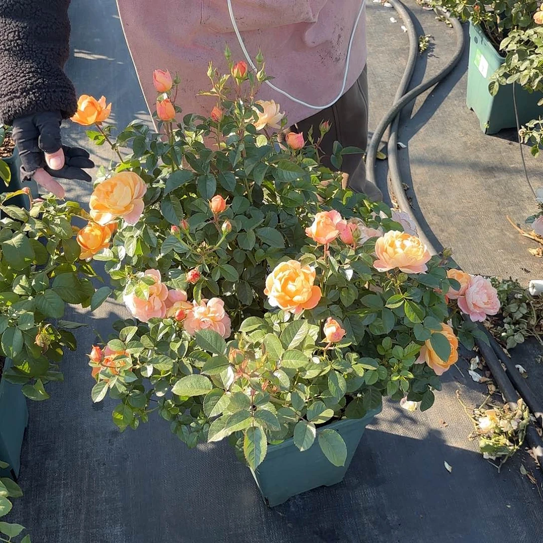 果汁阳台3加仑扦插