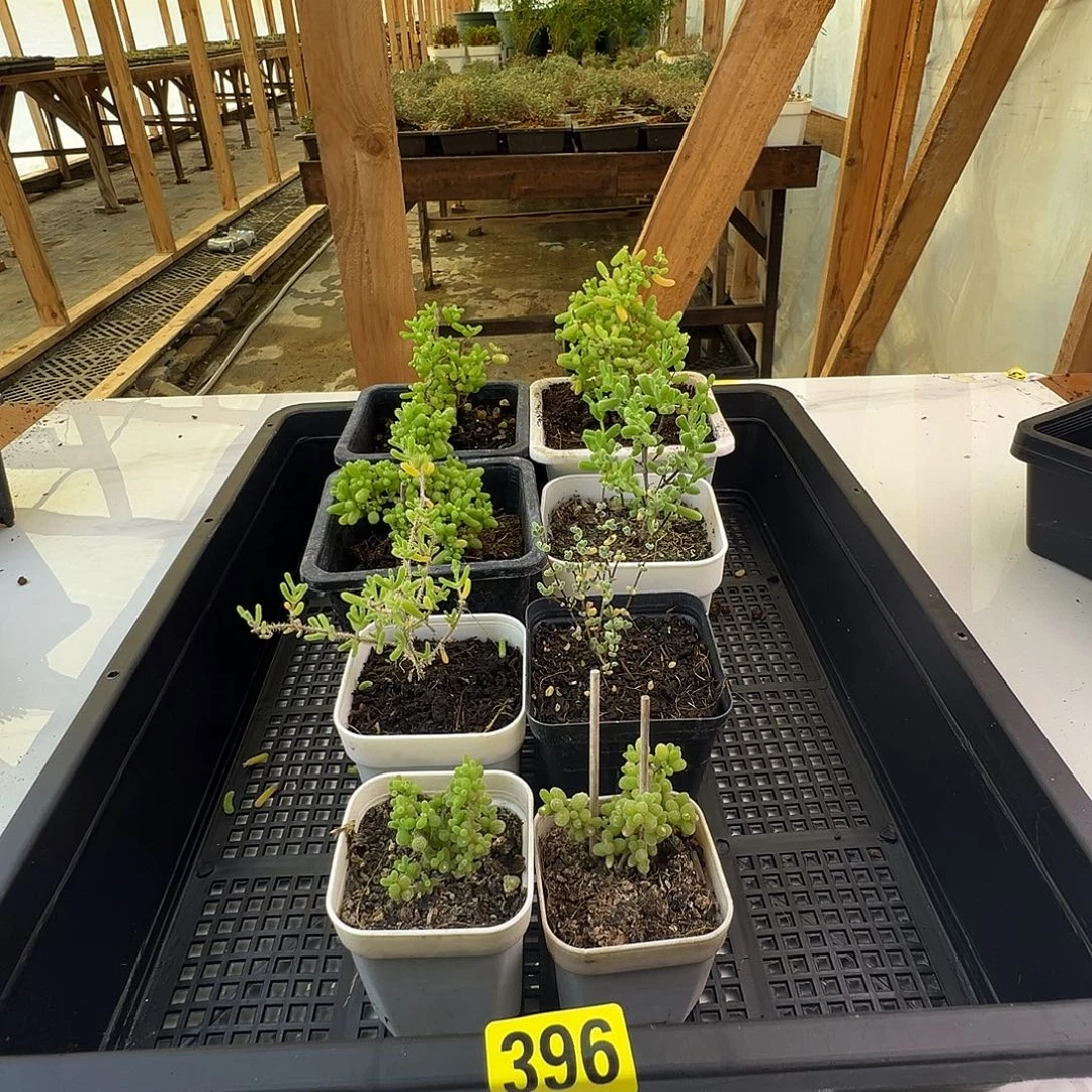 枝干番杏多肉植物396