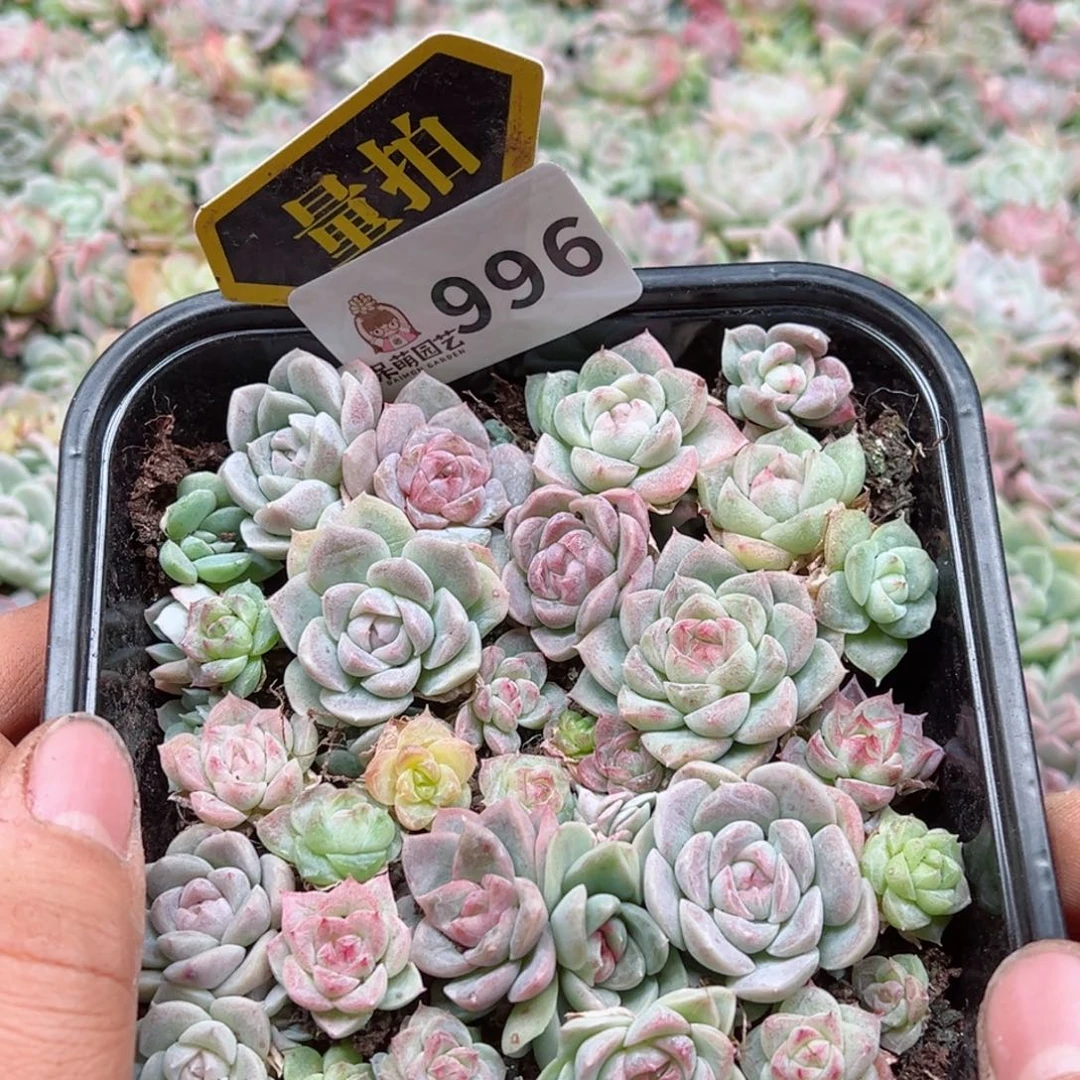 多肉植物多肉植物