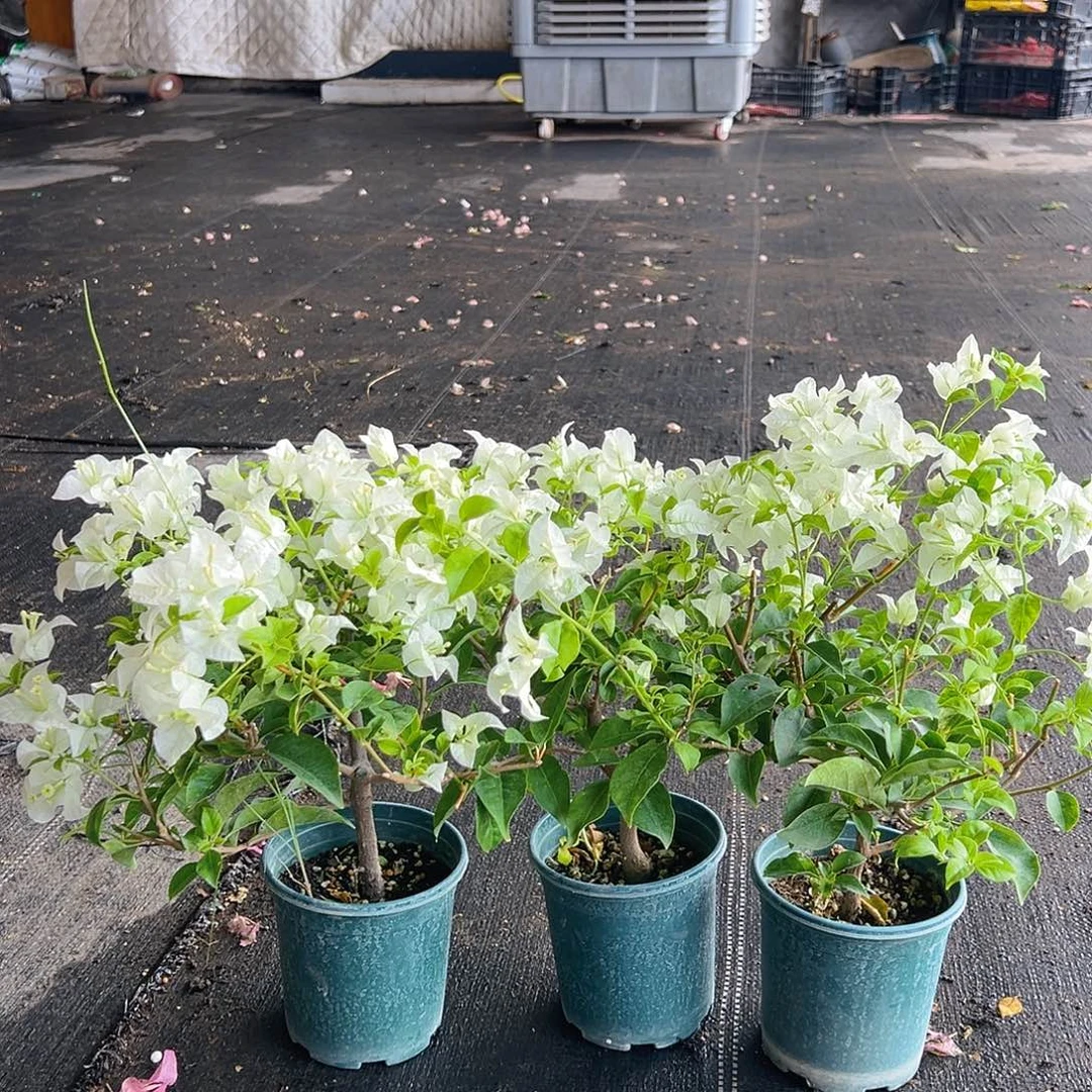 当前无花栽培后可以开花白雪公主掌中宝一颗