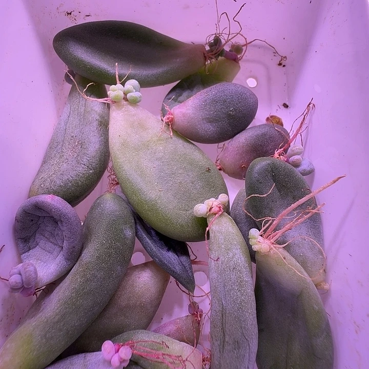 奶酪系列叶片4个品种混合，超福利特！