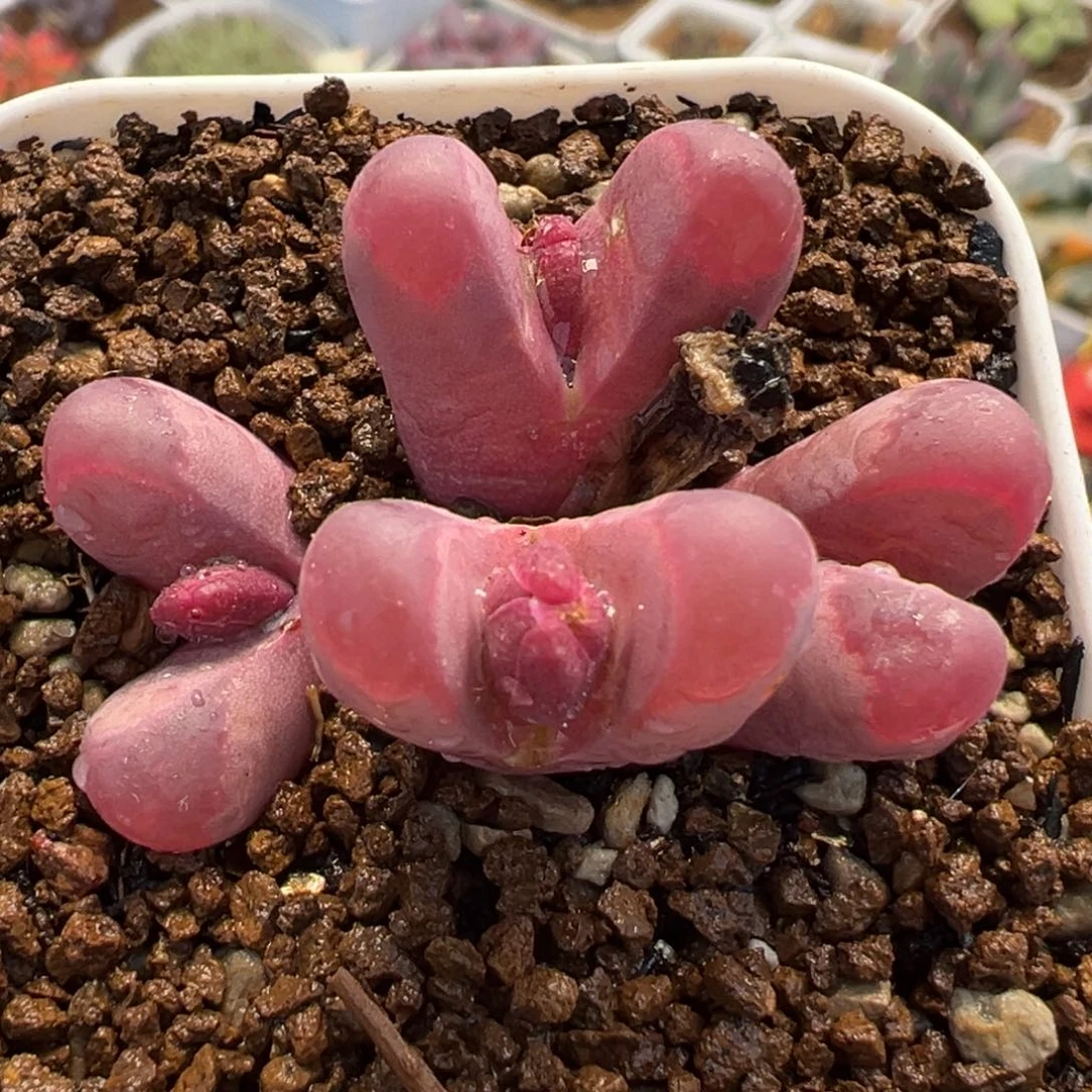 584多肉植物种类多样