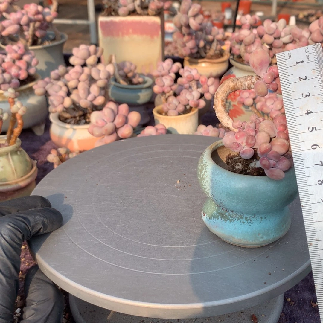 72桃蛋号带盆偏远地区不包邮的