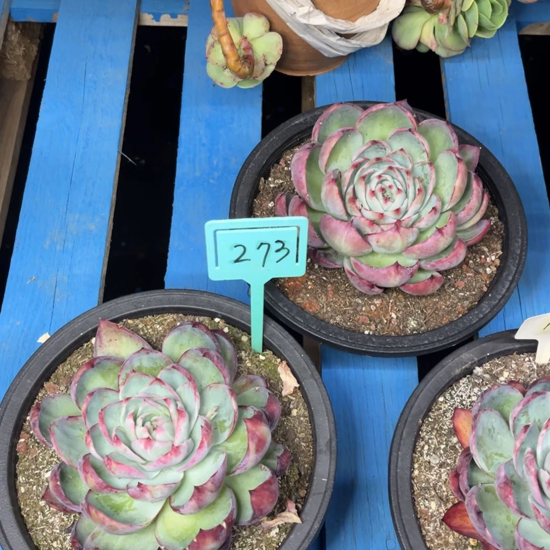 小雨多肉惊鸿仙子