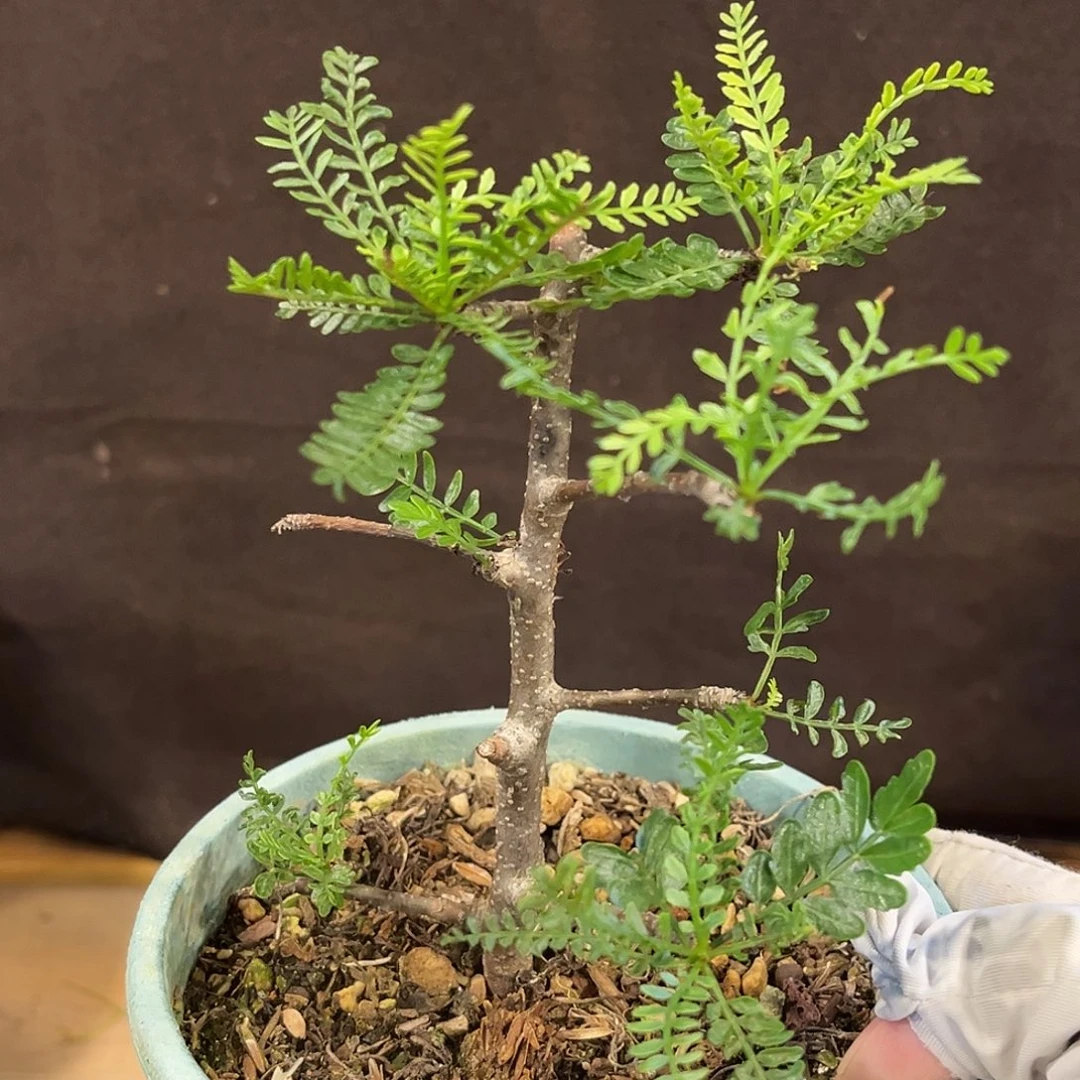 潮流植物 羽叶裂榄