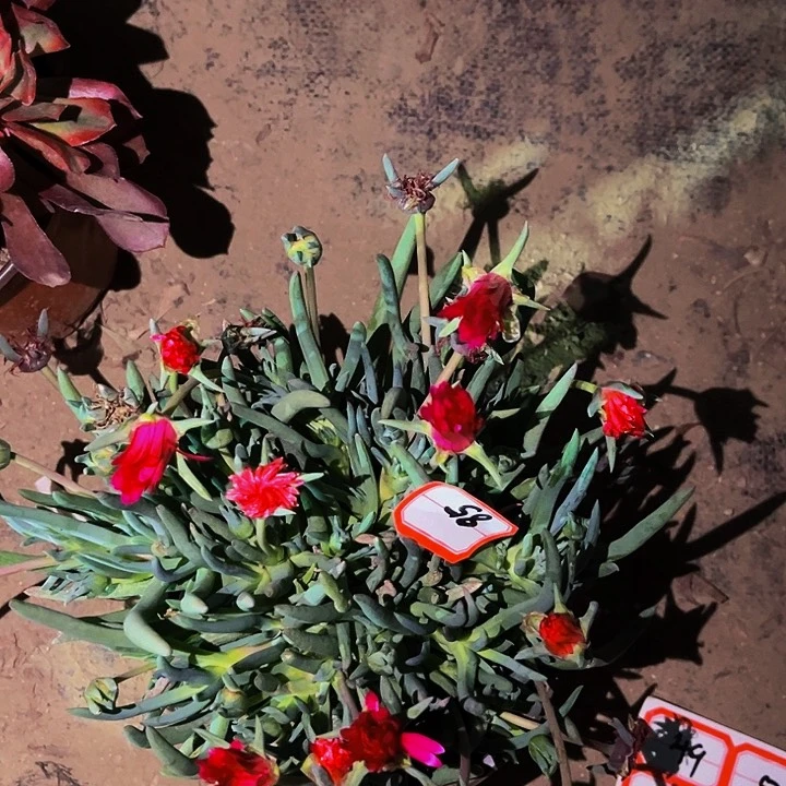 85本龙多肉植物处理不售后