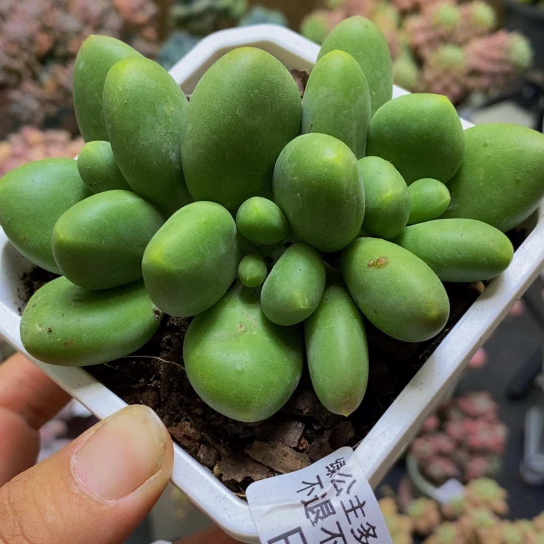 339芒果kk奶8cm多肉
