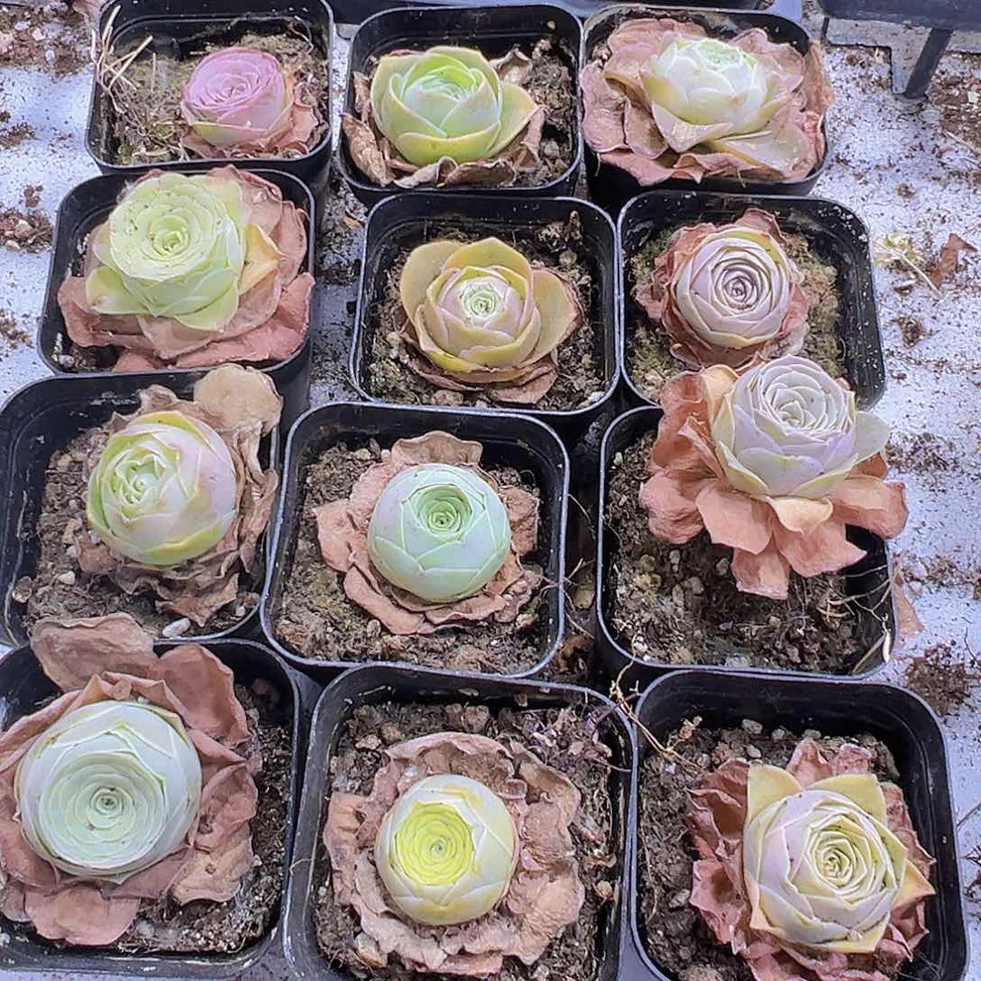 彩帕8盆19包邮带盆带土