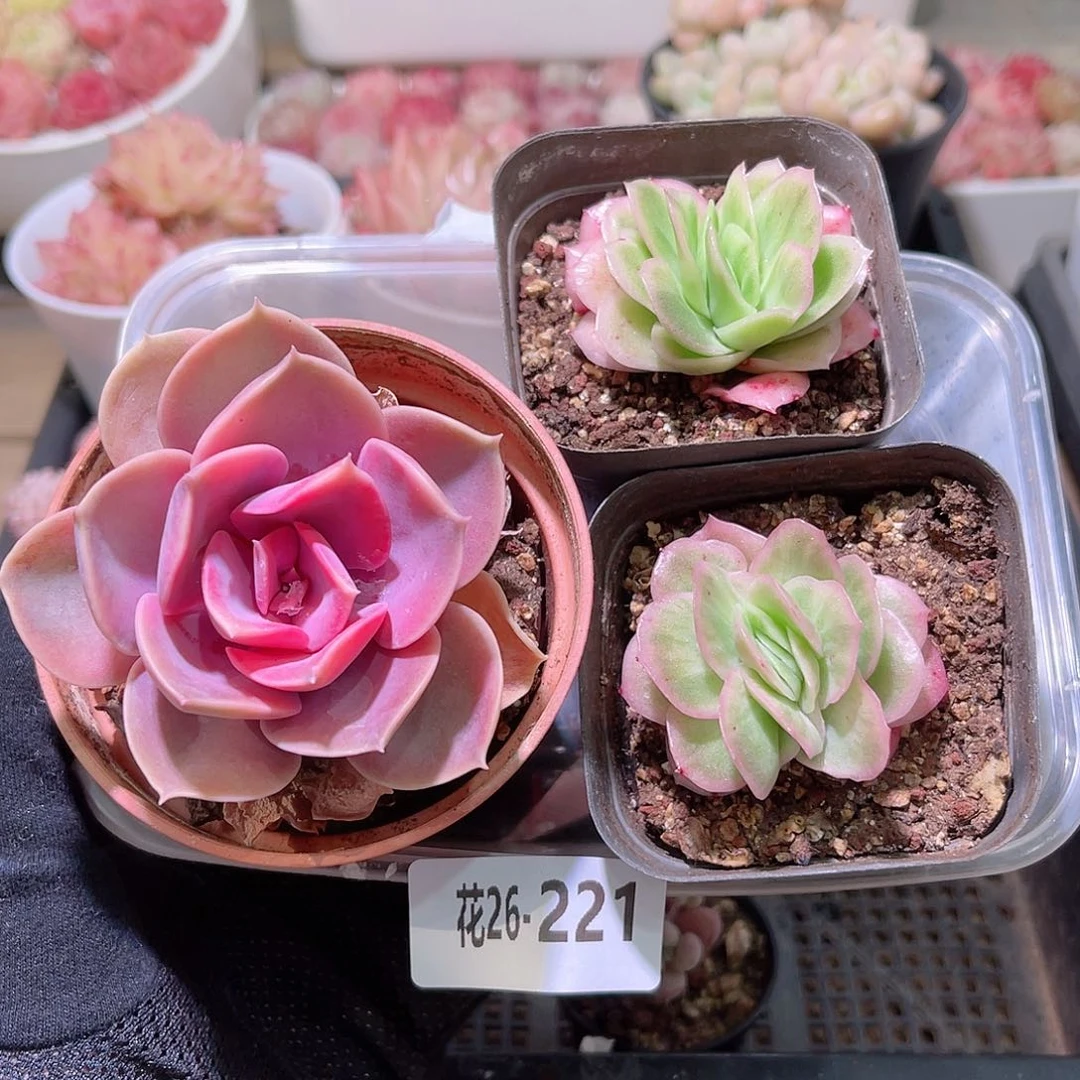 花利美26-221彩虹➕冰玫瑰 2颗