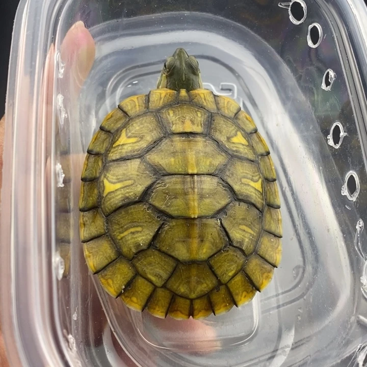 巴西彩龟母6666666