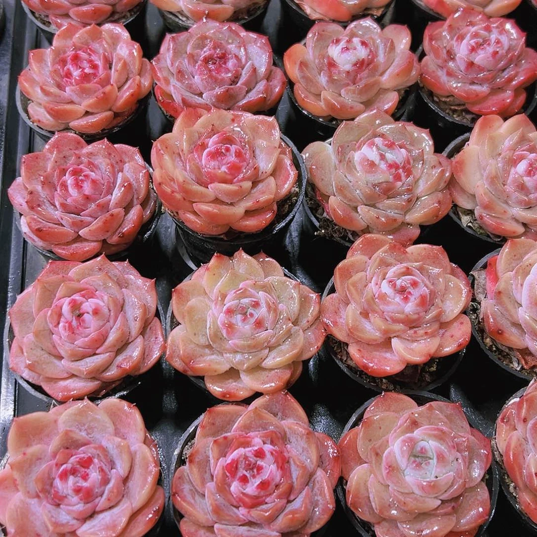 粉冰沙单头带盆带土