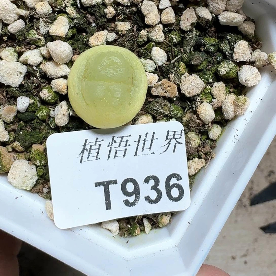 936号多肉植物哇x c