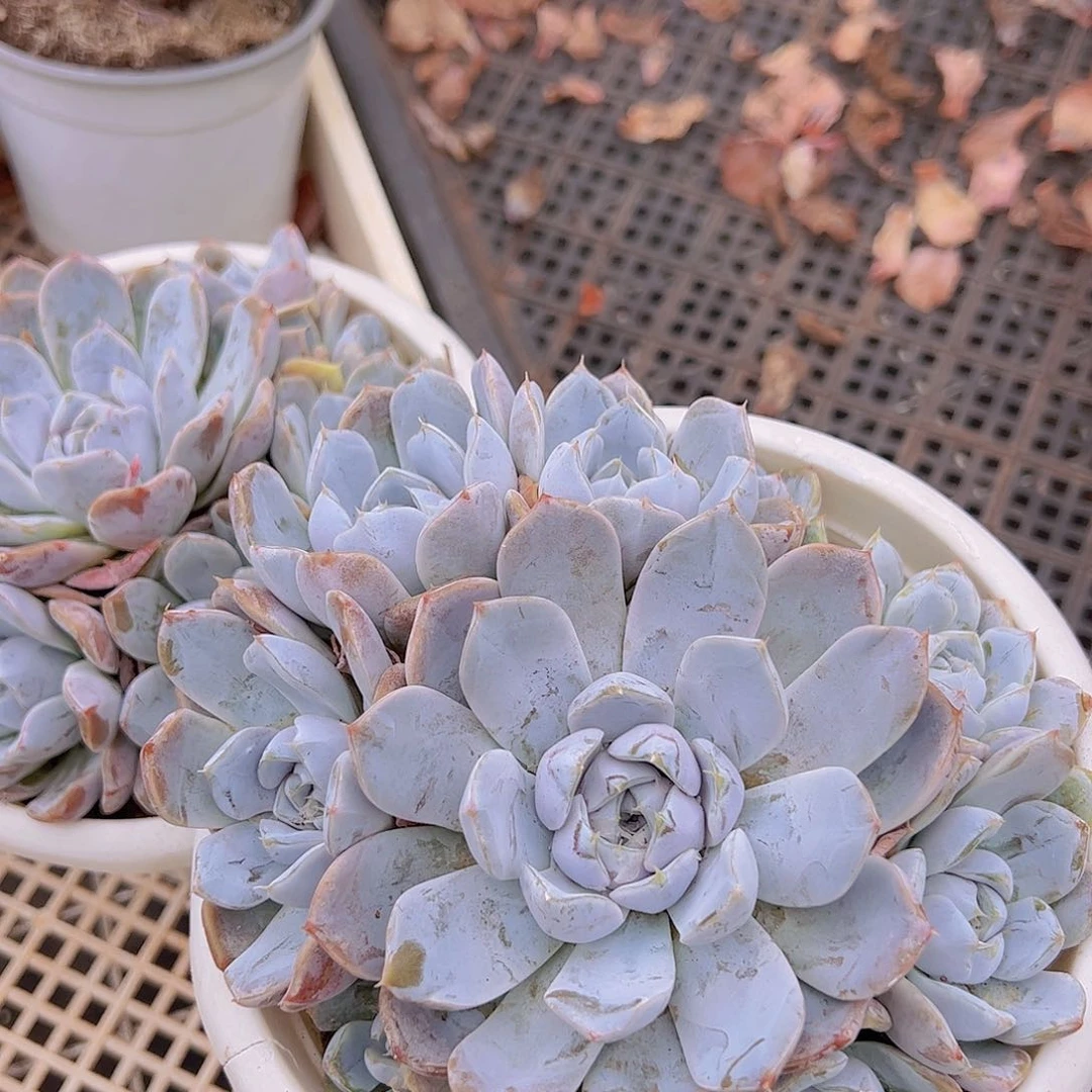 雪兔 多肉植物 手捧