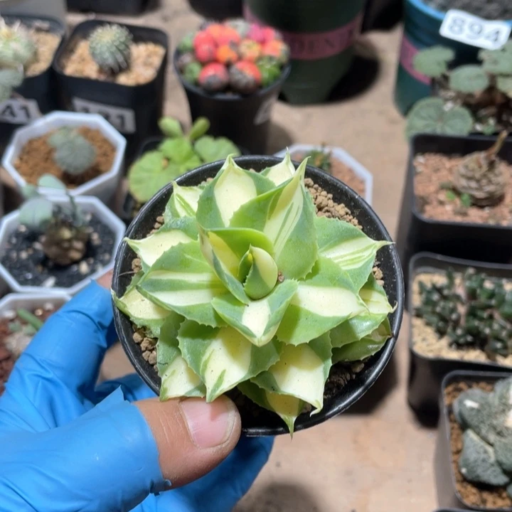 萬***。940大王妃雷神黄中斑