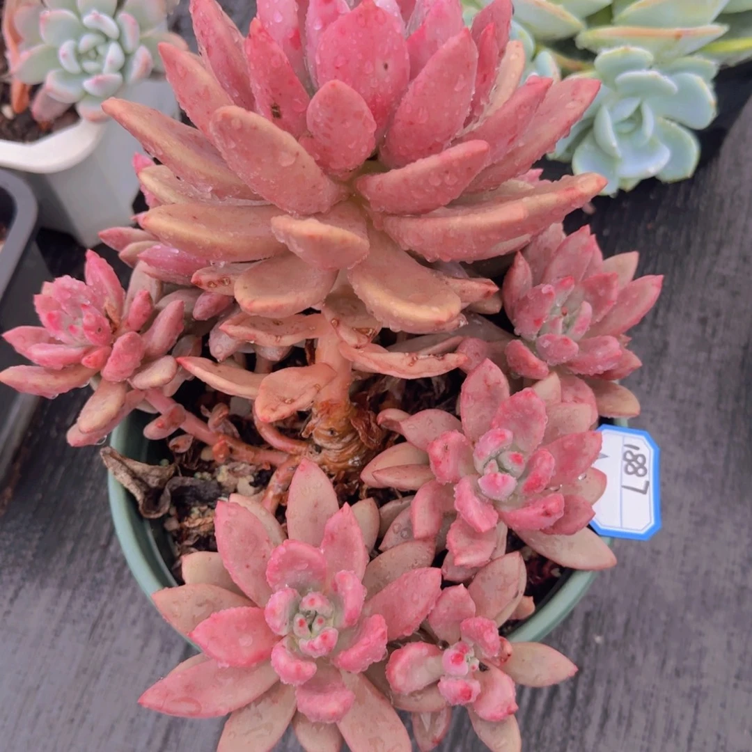 1887桃花源凡艺多肉