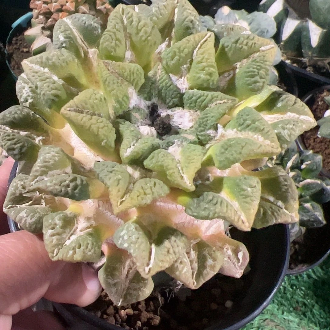 福利大尤黑牡丹锦050