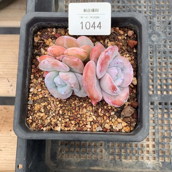 1044奶茶巨肥三头